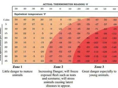 How Cold Stress Impacts&nbsp;Cattle