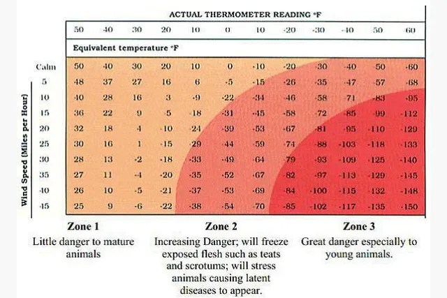 How Cold Stress Impacts&nbsp;Cattle