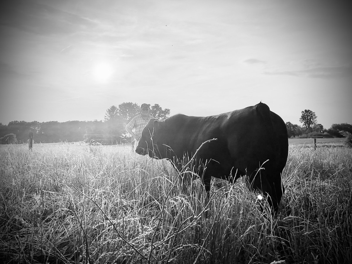 How many pounds of beef will I get from a cow, steer,&nbsp;bull?